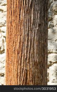 Close up of a tree trunk. Close up of a tree trunk in a the garden