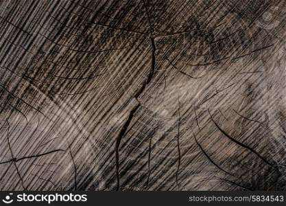 Close-up of a tree trunk pattern