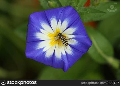 Close-up of a tri-color bindweed (Convolvulus tricolor) blue, white, yellow