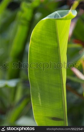 Close-up of a tropical plant leaf, Haleiwa, North Shore, Oahu, Hawaii, USA
