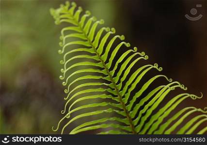 Close-up of a tropical plant leaf, Moorea, Tahiti, French Polynesia, South Pacific