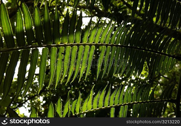 Close-up of a tropical plant, Moorea, Tahiti, French Polynesia, South Pacific