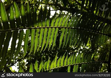 Close-up of a tropical plant, Moorea, Tahiti, French Polynesia, South Pacific