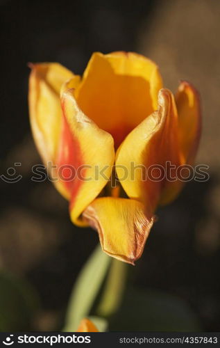 Close-up of a tulip flower