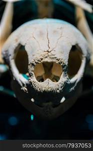 close up of a turtle skeleton