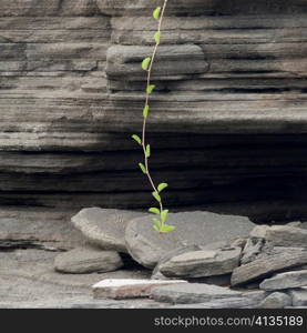 Close-up of a vine on rock, Puerto Egas, Santiago Island, Galapagos Islands, Ecuador