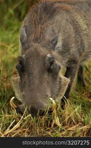 Close-up of a Warthog (Phacochoerus aethiopicus) looking for meal in a forest, Okavango Delta, Botswana