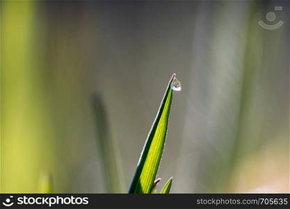Close up of a water drop on a blade of grass