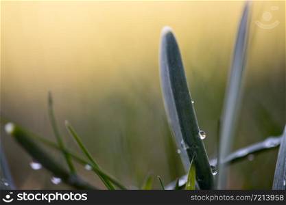 Close up of a water drop on a blade of grass