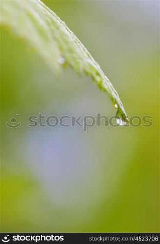 Close up of a water drops on leaves