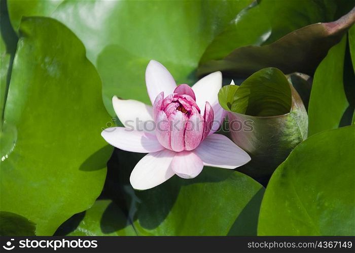 Close-up of a water lily, Xidi, Anhui Province, China