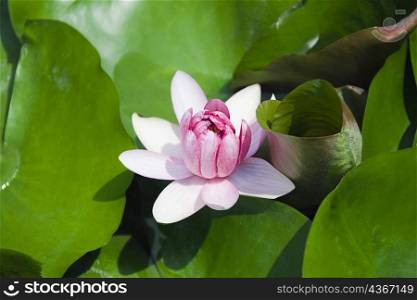 Close-up of a water lily, Xidi, Anhui Province, China