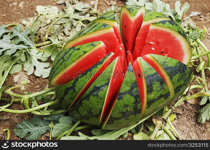 Close-up of a watermelon, Zhigou, Shandong Province, China