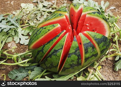 Close-up of a watermelon, Zhigou, Shandong Province, China