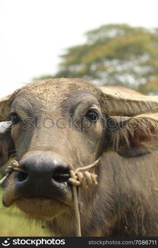 close-up of a weathered dirty muddy face of a Southeast Asian water buffalo on a farm in Northern Thailand