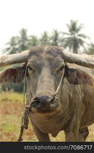 close-up of a weathered dirty muddy face of a Southeast Asian water buffalo on a farm in Northern Thailand