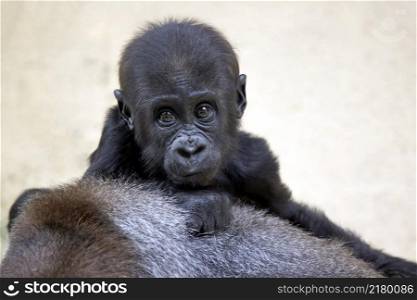 close up of a Western Lowland gorilla baby