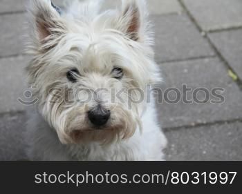Close up of a Westhightland white terrier