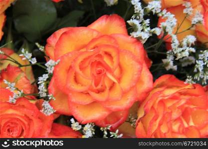 Close up of a wet orange rose after a rainshower