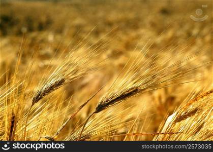 Close-up of a wheat field in southern California