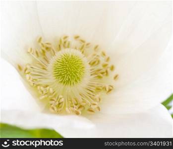 Close-up Of A White Anemone Flower