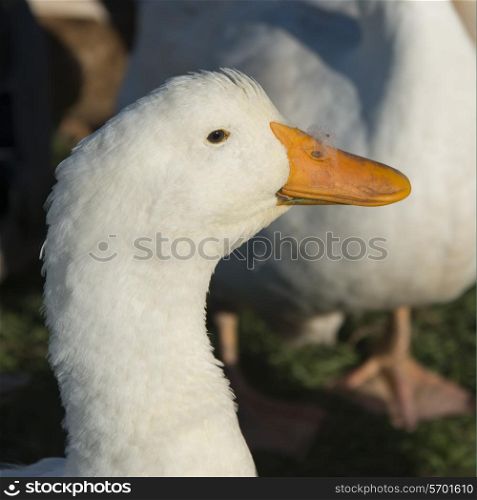 Close-up of a white duck, Southeast Brook Falls, Gros Morne National Park, Newfoundland and Labrador, Canada