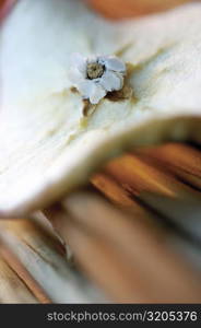 Close-up of a white flower