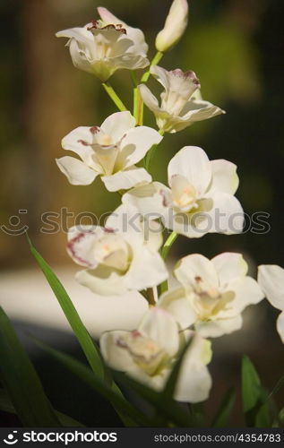 Close-up of a white flower