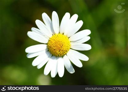 Close-up of a white-flowered daisy
