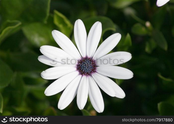 Close-up of a white-flowered daisy (Leucanthemum vulgare)