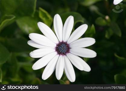 Close-up of a white-flowered daisy (Leucanthemum vulgare)