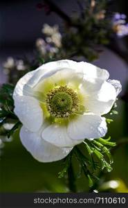close up of a white flowering anemone