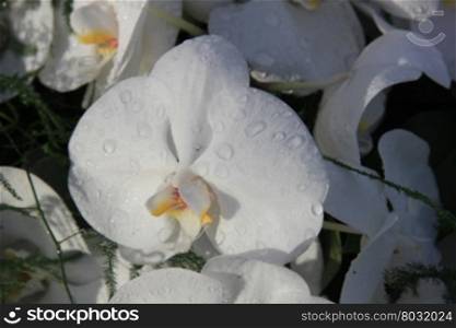Close up of a white phalaenopsis orchid in sunlight