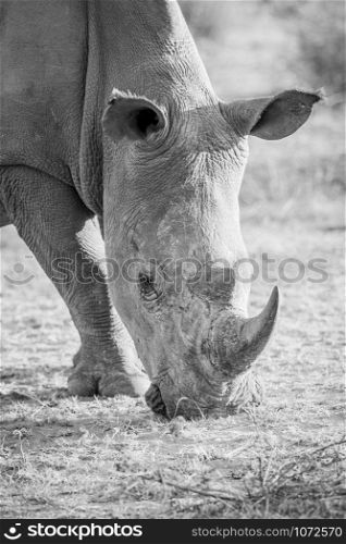 Close up of a white rhino grazing in black and white, South Africa.
