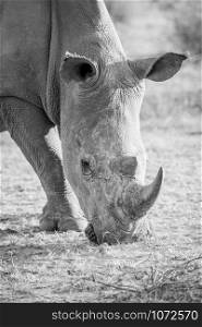 Close up of a white rhino grazing in black and white, South Africa.
