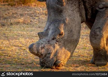 Close up of a White rhino grazing in the golden light, South Africa.