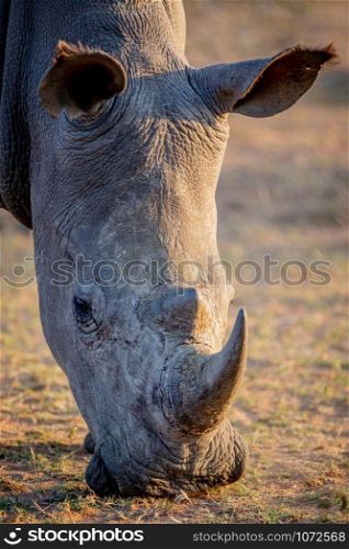 Close up of a white rhino grazing, South Africa.