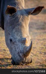 Close up of a white rhino grazing, South Africa.