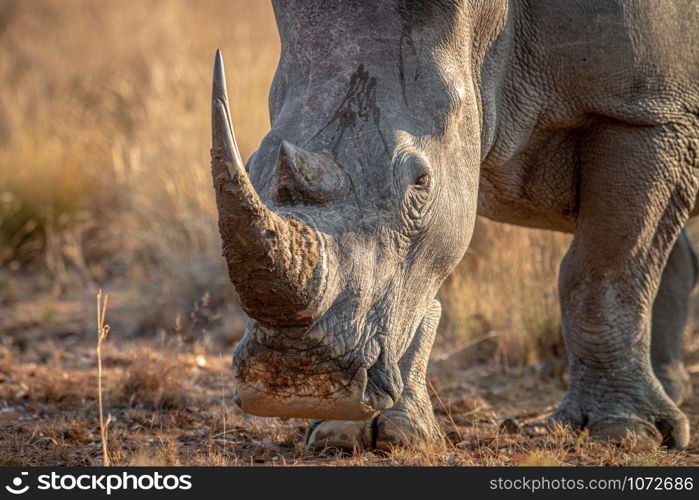 Close up of a White rhino head, South Africa.