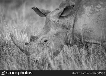 Close up of a White rhino in the grass in black and white, South Africa.