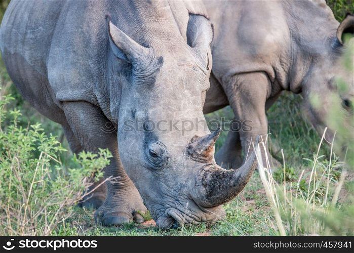 Close up of a White rhino in the grass, South Africa.