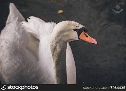 Close-up of a white swan in dark water with a colorful beak in the fall