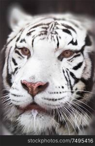 Close-up of a white tiger. Dangerous predator
