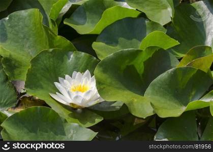 Close-up of a white water lilly and lilly pads in lake, Sofia, Bulgaria