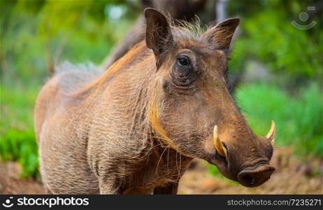 Close up of a wild African Warthog in a South African game reserve