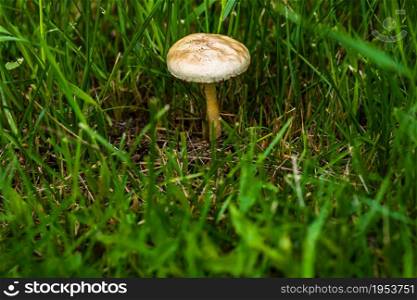 Close up of a wild mushroom isolated in forest