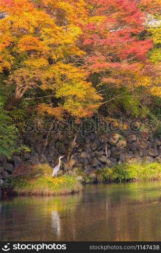 Close up of a wild white long beak bird with wings near waterfall with red maple leaves or fall foliage in colorful autumn season. Animal.