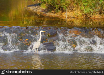 Close up of a wild white long beak bird with wings near waterfall with red maple leaves or fall foliage in colorful autumn season. Animal.