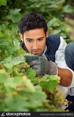 close-up of a wine-grower