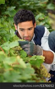 close-up of a wine-grower